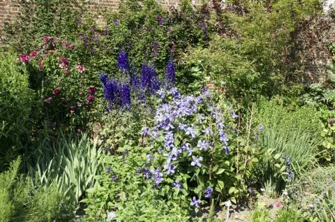 Clematis Stock Photos