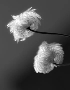 Clematis Stock Photos