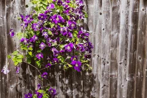 Clematis Foto stock
