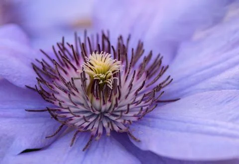 Clematis Stock Photos