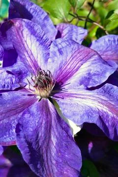 Clematis Stock Photos