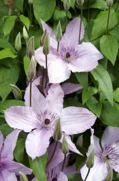 Clematis Stock Photos