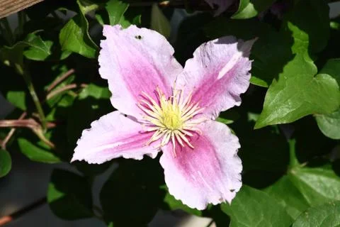 (Clematis) Stock Photos