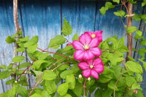Clematis Stock Photos