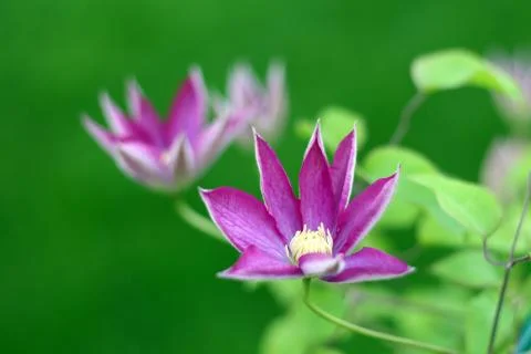 Clematis Stock Photos