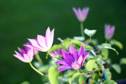 Clematis Stock Photos