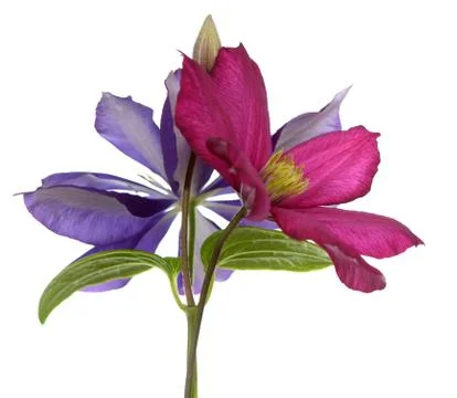 Clematis Stock Photos