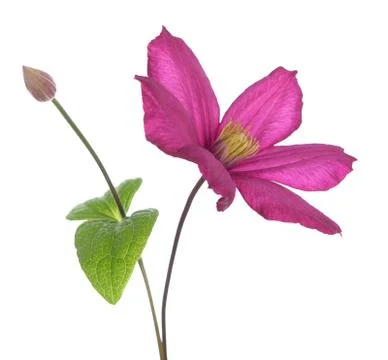 Clematis Stock Photos