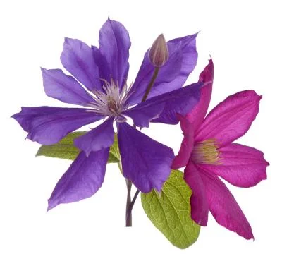 Clematis Stock Photos