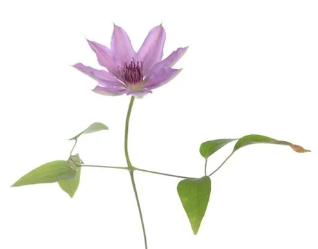 Clematis Stock Photos