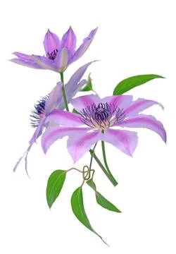 Clematis Stock Photos
