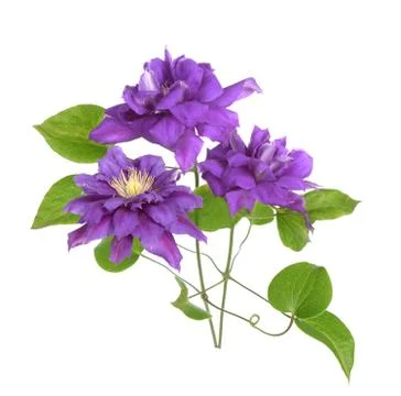 Clematis Stock Photos
