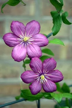 Clematis Stock Photos