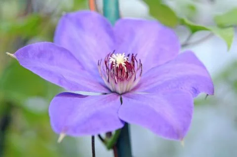 Clematis Stock Photos