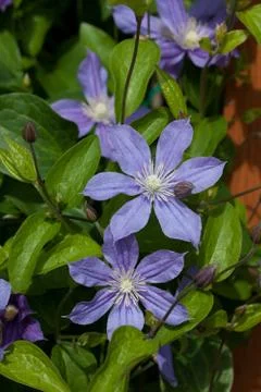 Clematis Stock Photos
