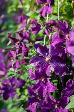 Clematis Stock Photos