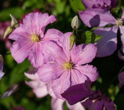 Clematis Stock Photos
