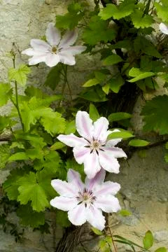 Clematis Stock Photos