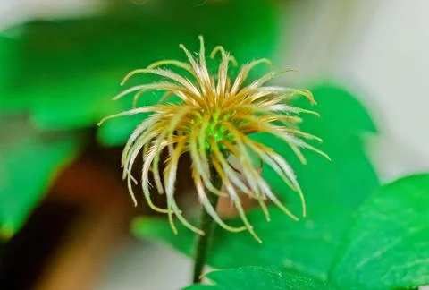 Clematis Stock Photos