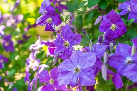 Clematis Stock Photos