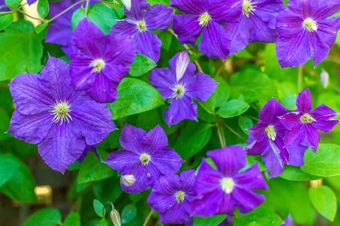 Clematis Stock Photos