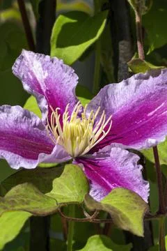 Clematis 'Piilua' 스톡 사진