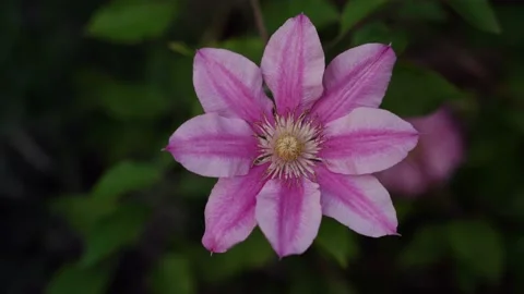 Clematis pink flower in bloom, isolated on dark green bg Stock Footage 196746020