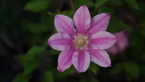 Clematis pink flower in bloom, summer breeze, isolated on dark green bg Stock Footage 196746002