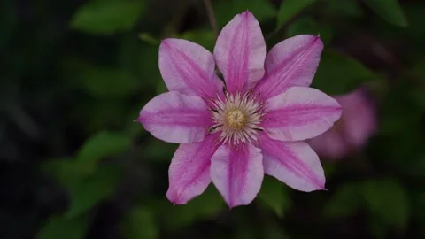 Clematis pink flower in bloom, wind, isolated on dark green bg Stock Footage 196746023