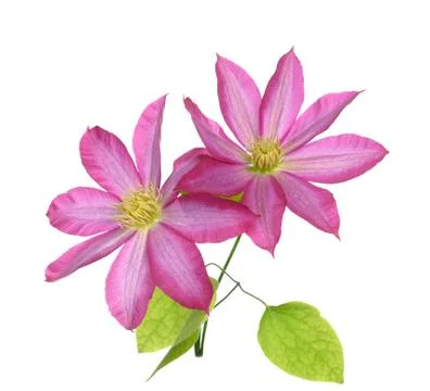 Clematis pink Foto stock
