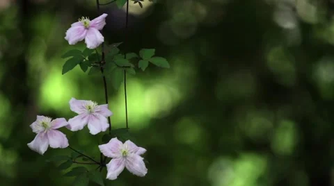 Clematis rival the beauty and morning glory flowers Stock Footage 59657044