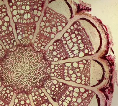 Clematis root macro Stock Photos