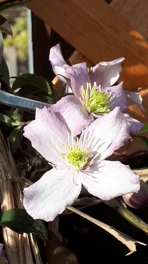 Clematis Rubens Stock Footage 154834103