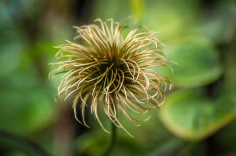 Clematis Seed Head Stock Photos