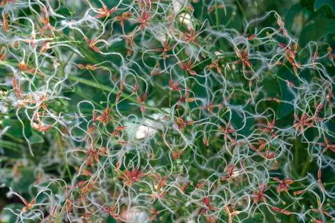 Clematis seeds close-up as background. texture seeds 스톡 사진