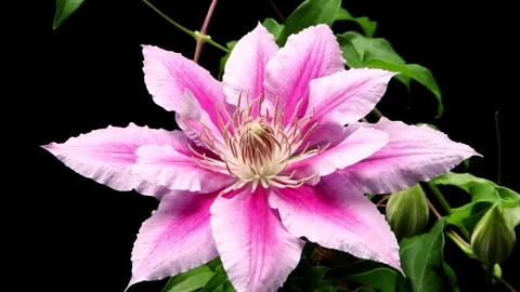 Clematis Time-lapse Stock Footage 281573579