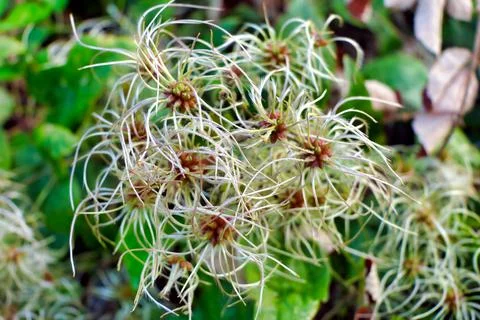 Clematis vitalba. Stock Photos