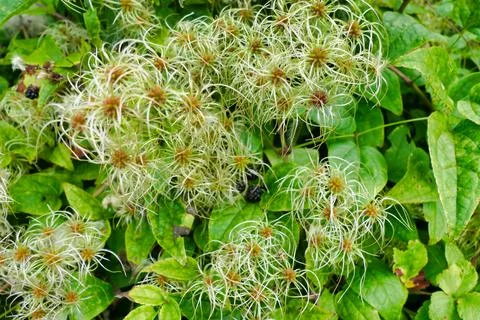 Clematis vitalba. Stock Photos