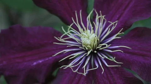 Clematis03 Stock Footage 717569