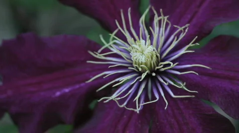 Clematis05 Stock Footage 717519