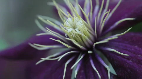 Clematis07 Stock Footage 717436