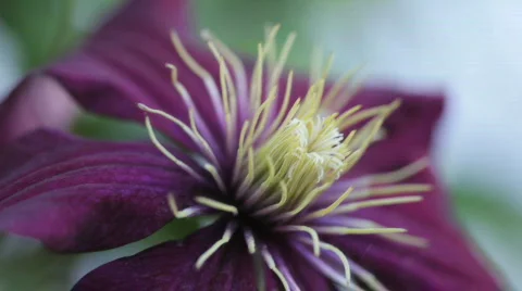 Clematis08 Stock Footage 717414