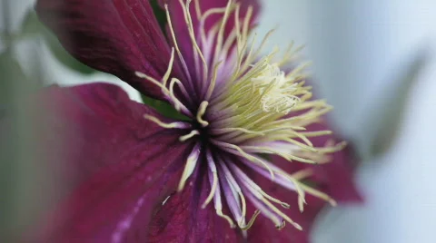Clematis09 Stock Footage 717387