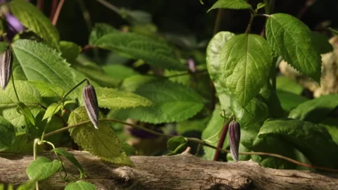 CLEMATIS1 库存影片 272845642