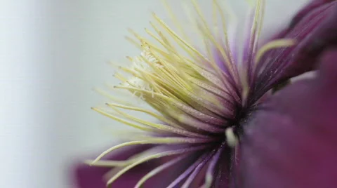 Clematis10 Stock Footage 717347