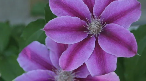 Clematis11 Stock Footage 717310
