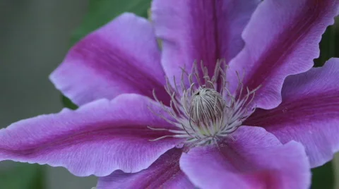 Clematis14 Stock Footage 717251