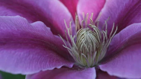 Clematis15 Stock Footage 717228