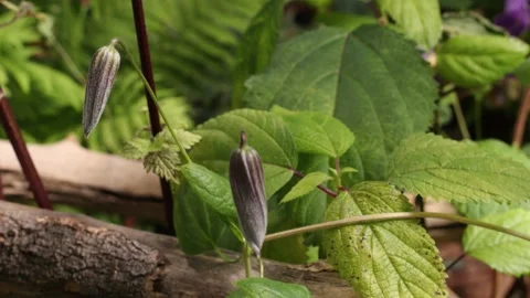 CLEMATIS4 库存影片 272801387