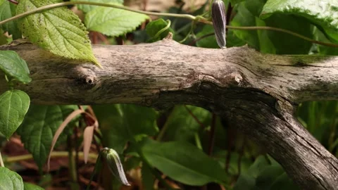 CLEMATIS5 스톡 동영상 272805079